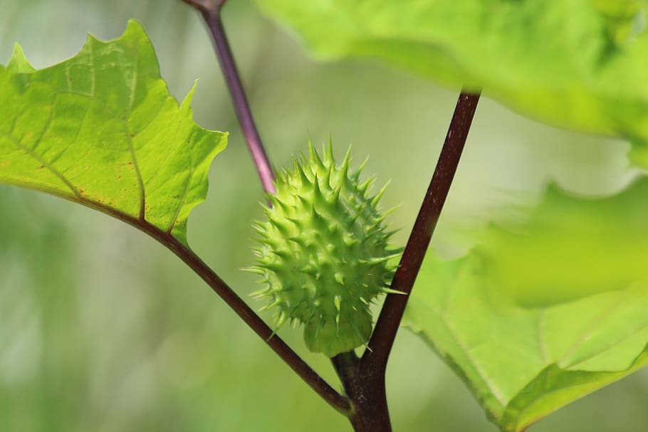 dope, fruit, scratchy, green, datura, unusual, plant, leaves HD wallpaper