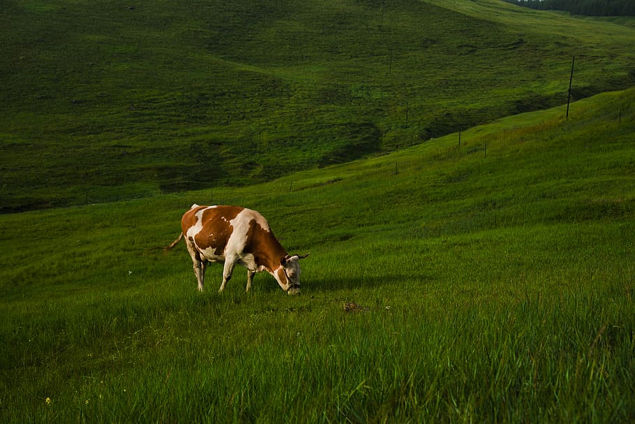 white and brown cattle on green grass field, mammal, cow, animal