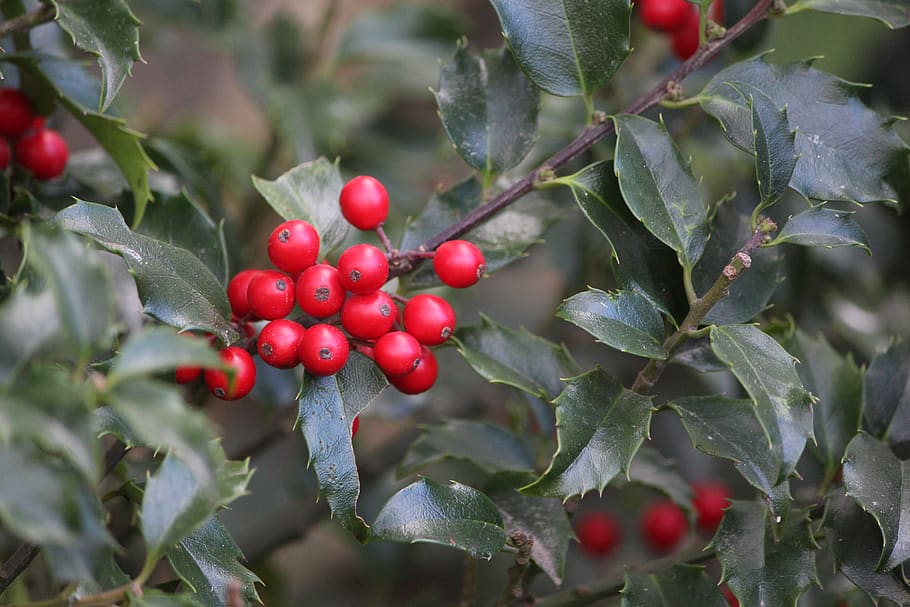 ilex, berries, red, decorative, fruits, food and drink, healthy eating HD wallpaper