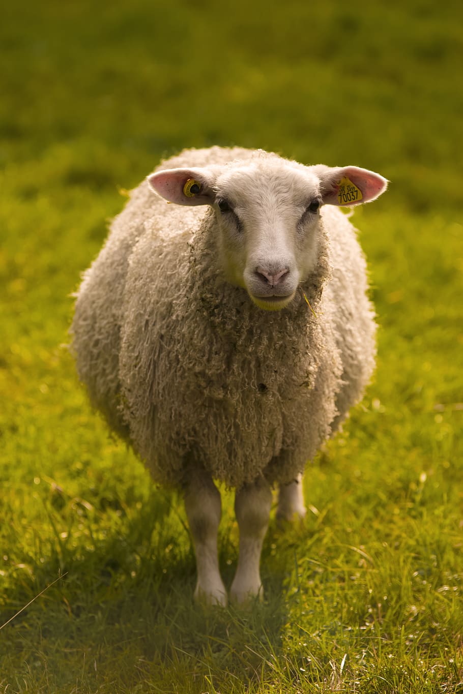 sheep on green grasses, animal, norway, flekkefjord, bokeh, field HD wallpaper