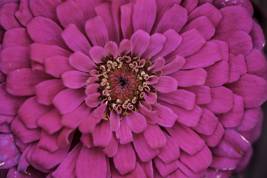 flower, bloom, petals, pollen, core, macro, close-up, purple flower HD wallpaper