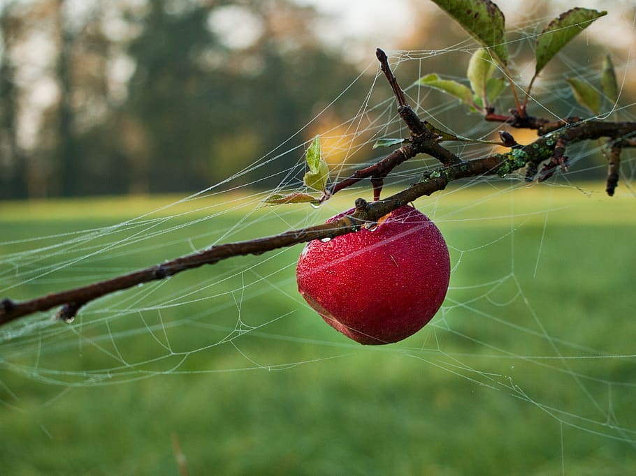 apple, autumn, fruit, nature, focus on foreground, close-up HD wallpaper