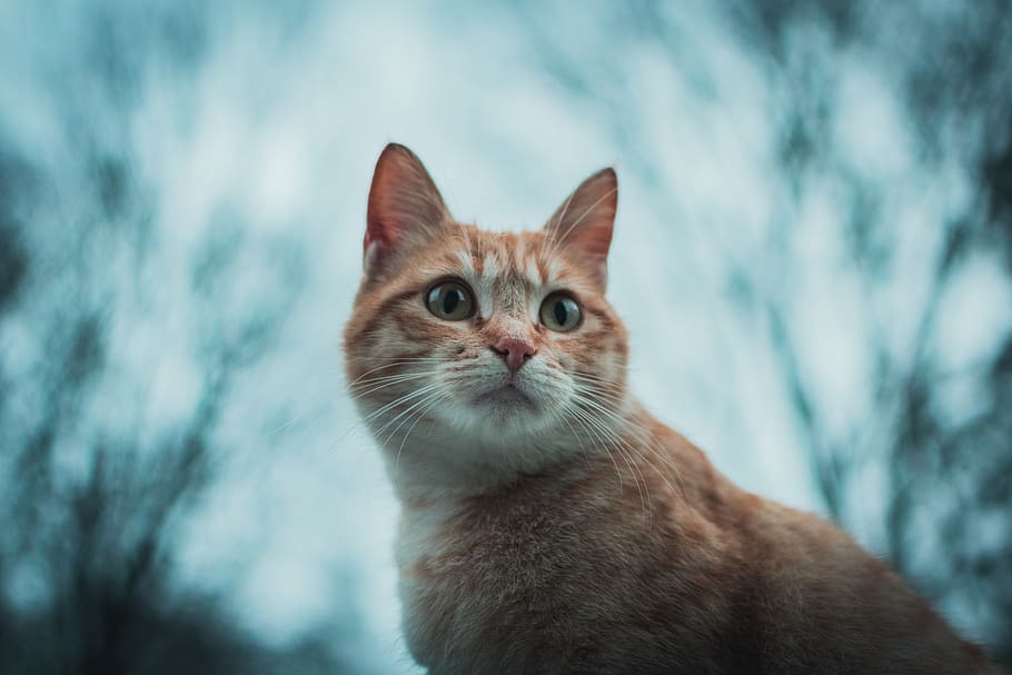 Selective Focus Photography Of Orange Tabby Cat, adorable, animal