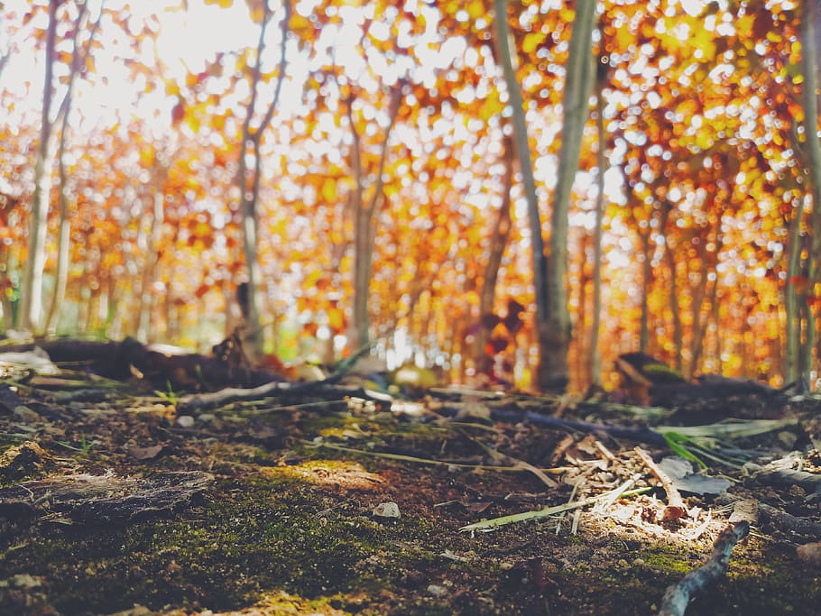 brown leafed trees, vegetation, plant, forest, land, nature, woodland HD wallpaper