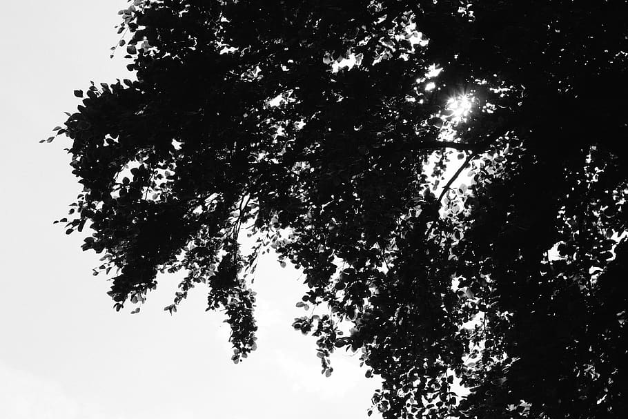 united kingdom, wolverhampton, black, white, tree, leaves, summer, HD wallpaper