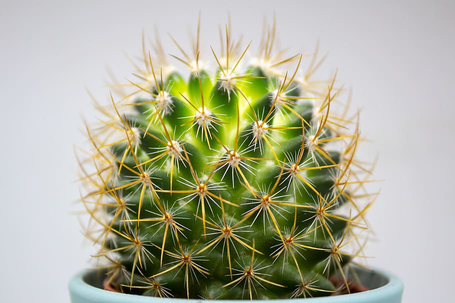 green cactus in pot, succulent plant, thorn, sharp, spiked, close-up HD wallpaper