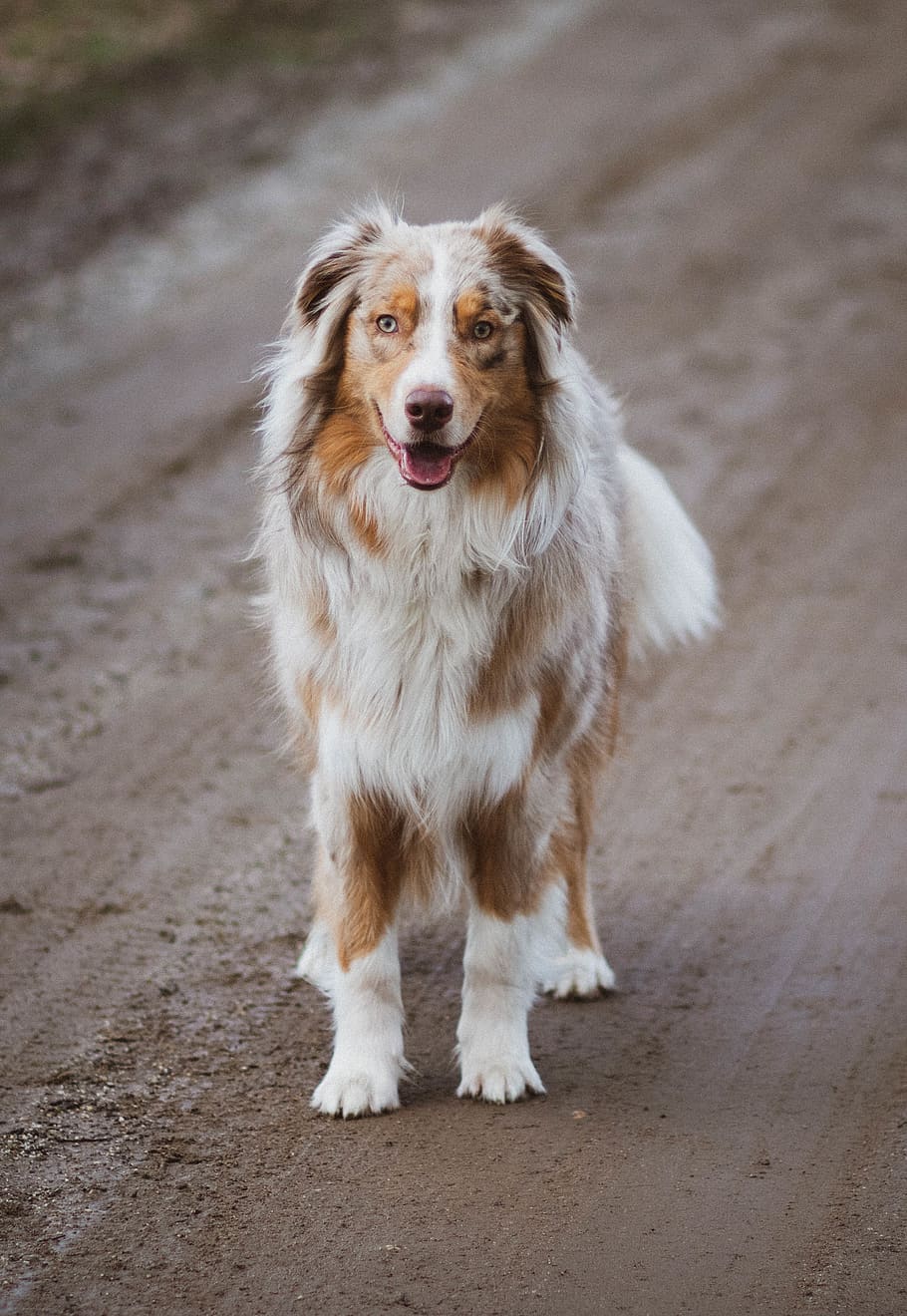 HD wallpaper: brown and white Australian shepherd on focus photography | Flare