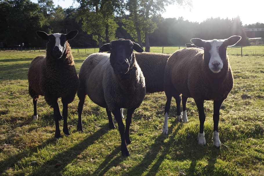netherlands, lamb, farm, animals, sheep, outdoors, green, wool HD wallpaper