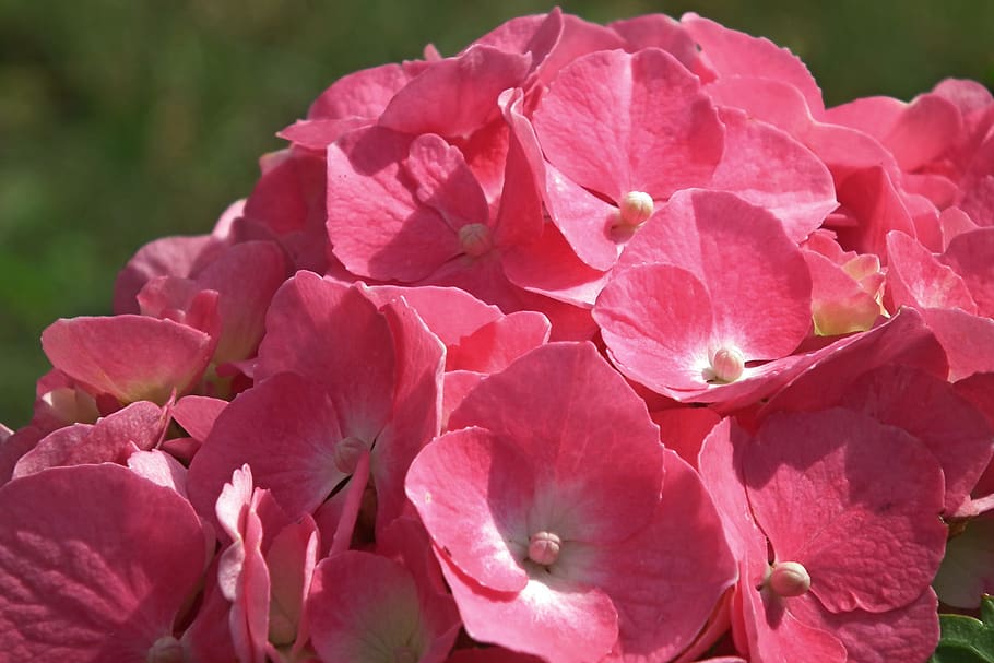 flower, hydrangea, pink, summer, garden, decorative, flowering HD wallpaper