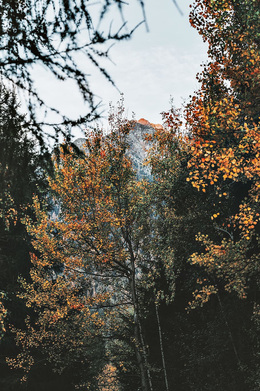 green forest during daytime, tree, leaf, branch, mountain, peak HD wallpaper