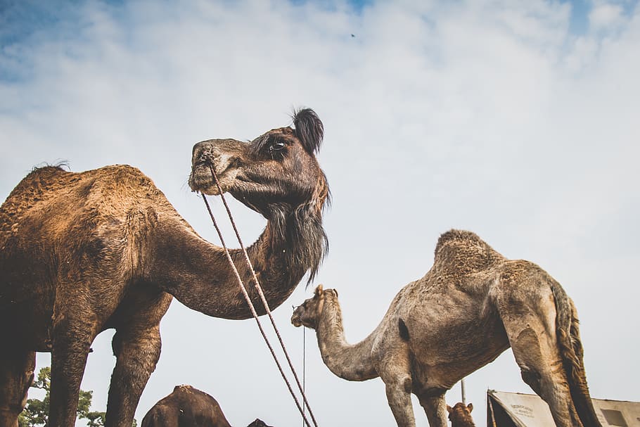 india, pushkar, travel, backpacking, explore, travelling, camel HD wallpaper