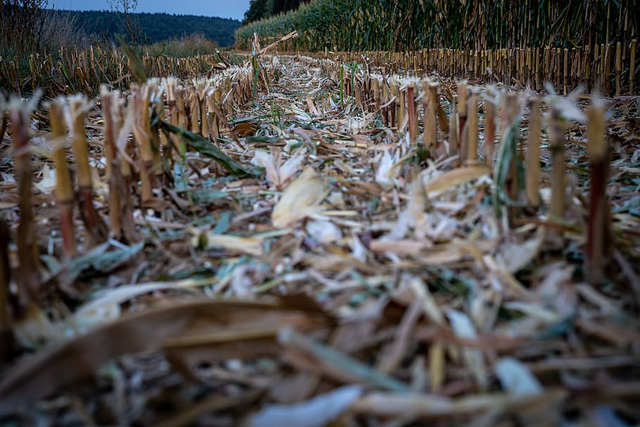 cornfield, harvested, corn harvest, agriculture, nature, summer HD wallpaper