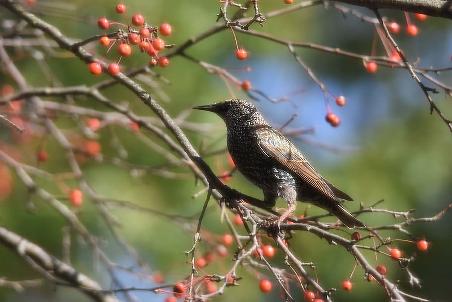 brown bird perching on tree during daytime, animal wildlife, animals in the wild HD wallpaper