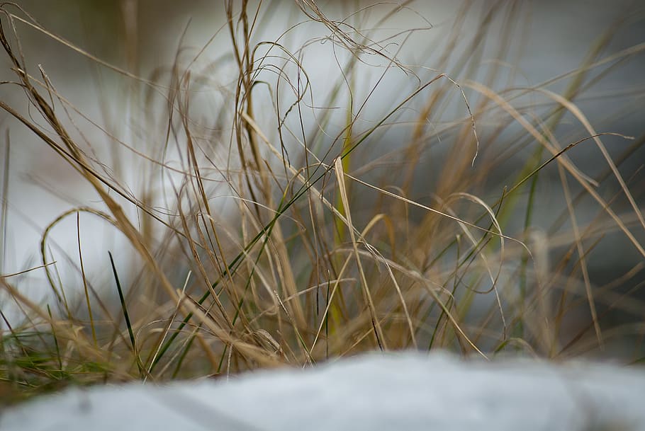 natural, outdoor, plant, grass, selective focus, nature, no people HD wallpaper