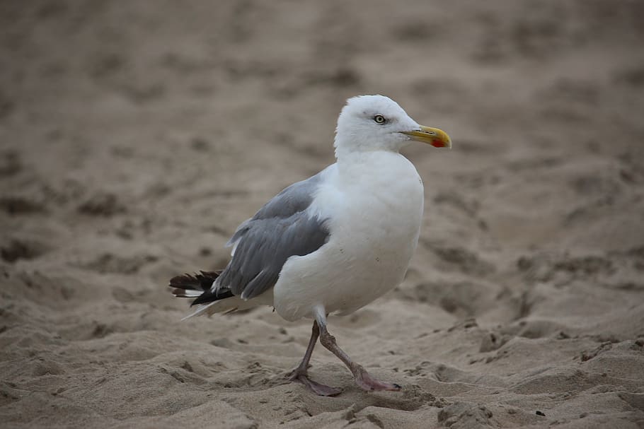 gull, goes, sand, beach, sea, creature, white, focus, bill HD wallpaper