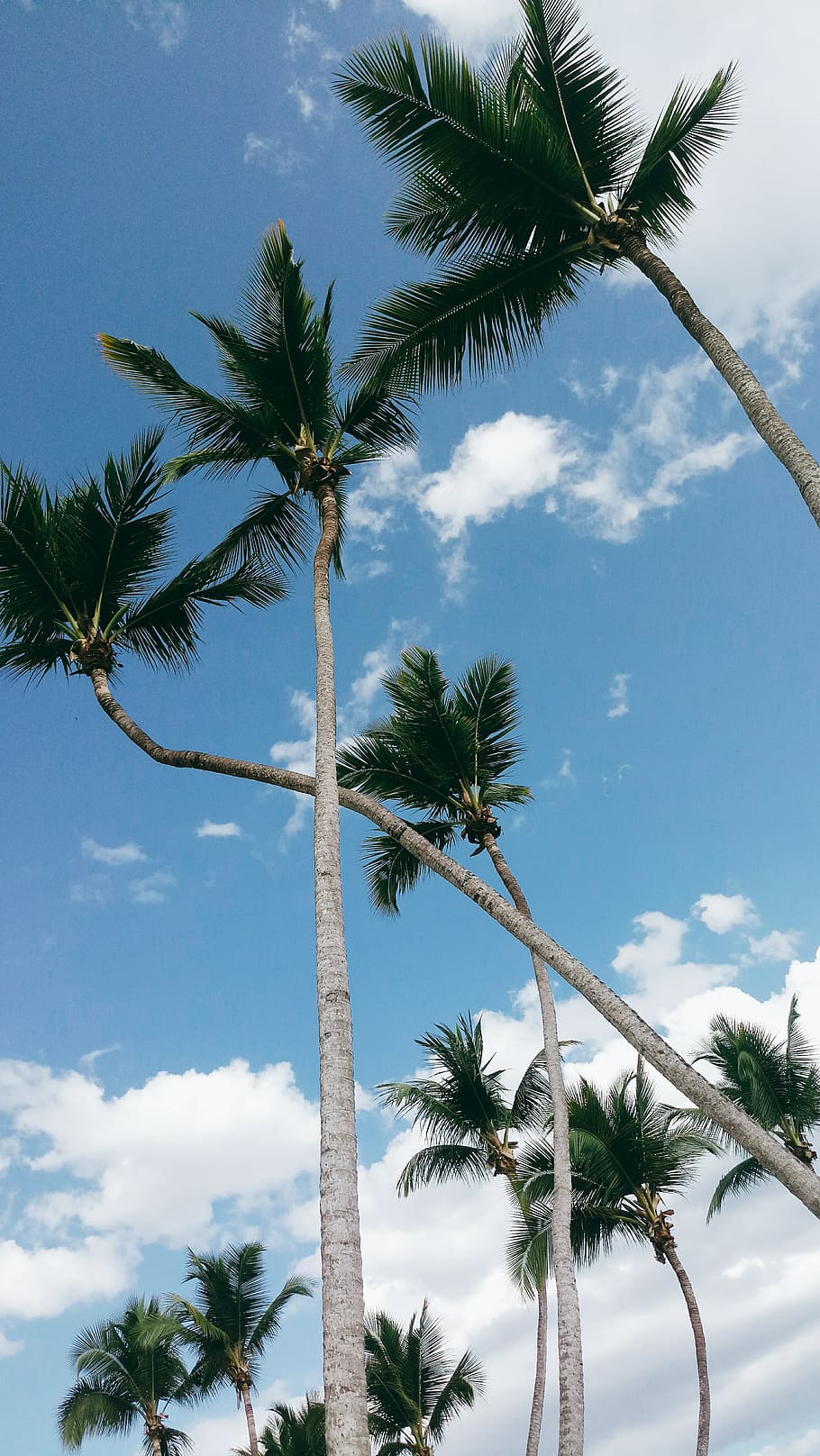 tall coconut palm trees, plant, sky, tropical climate, low angle view HD wallpaper