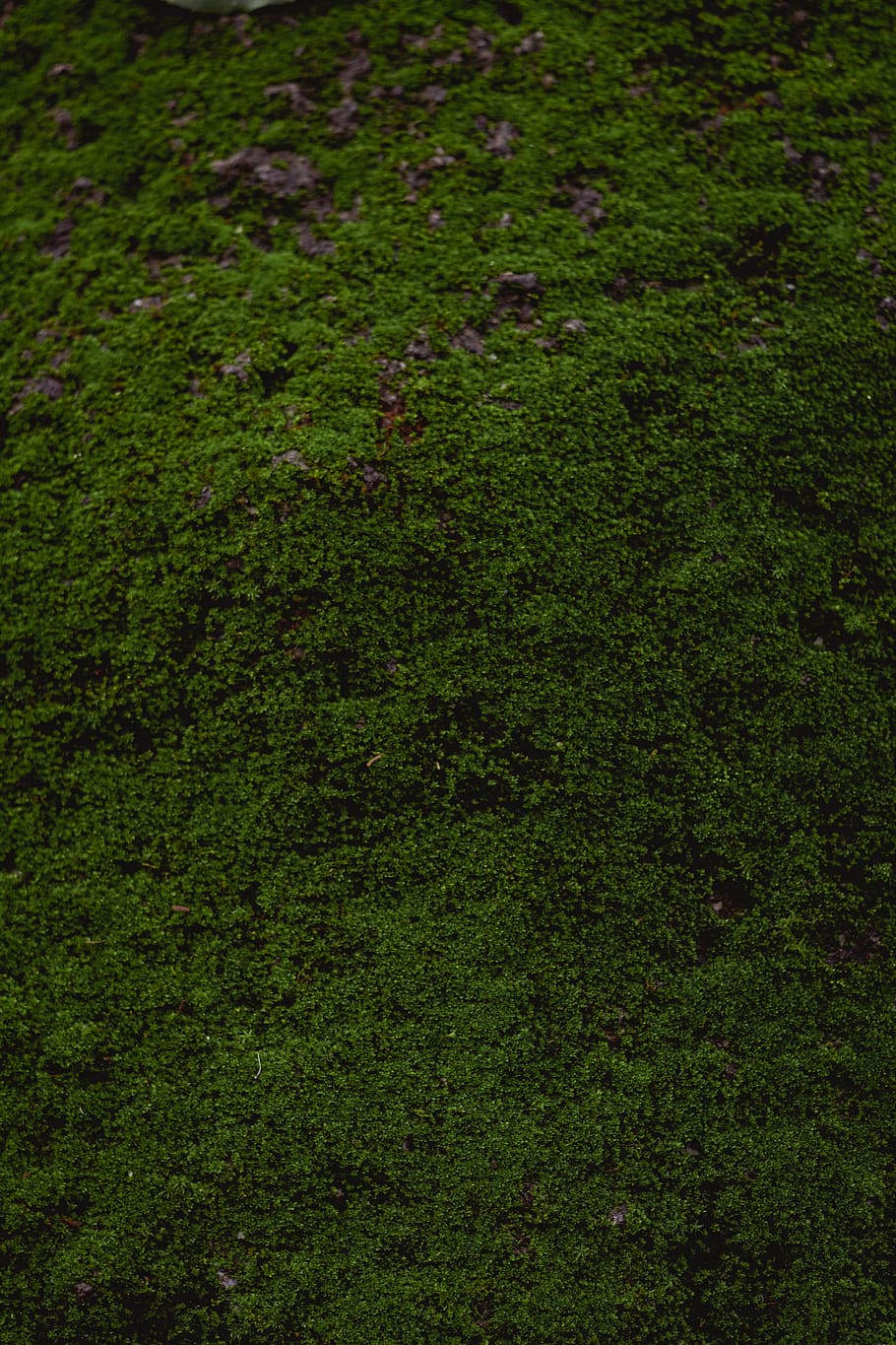 moss, plant, grass, lawn, nature, ground, green, leaf, vegetation, HD wallpaper
