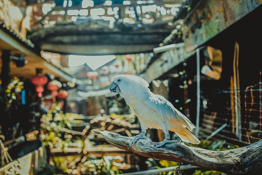china, the ancient city of lijiang, parrot, bird, white, the sun