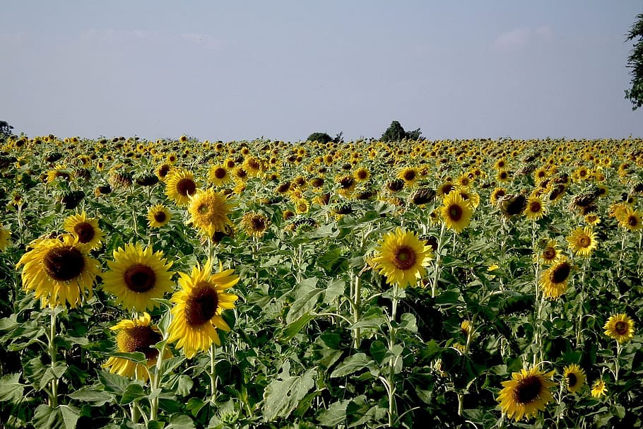 group, sun, sunflower, nature, fresh, fragrance, garden, blooming HD wallpaper