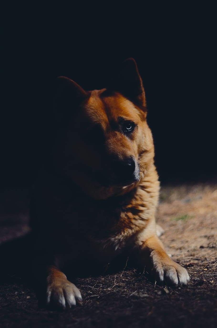 short-coat brown dog in close-up photography, pet, mammal, animal
