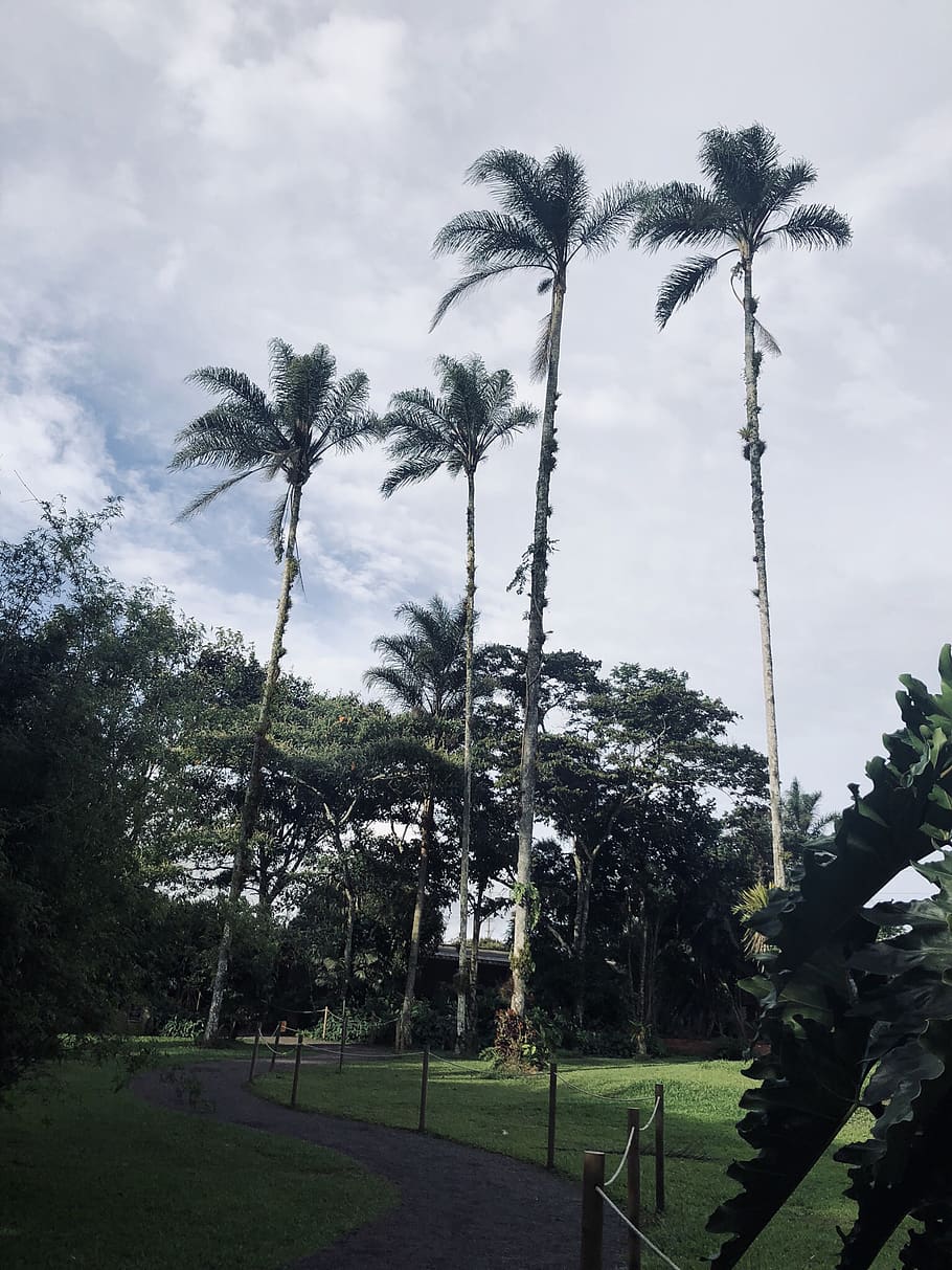 costa rica, cartago, lankester botanical garden, palms, nature, HD wallpaper