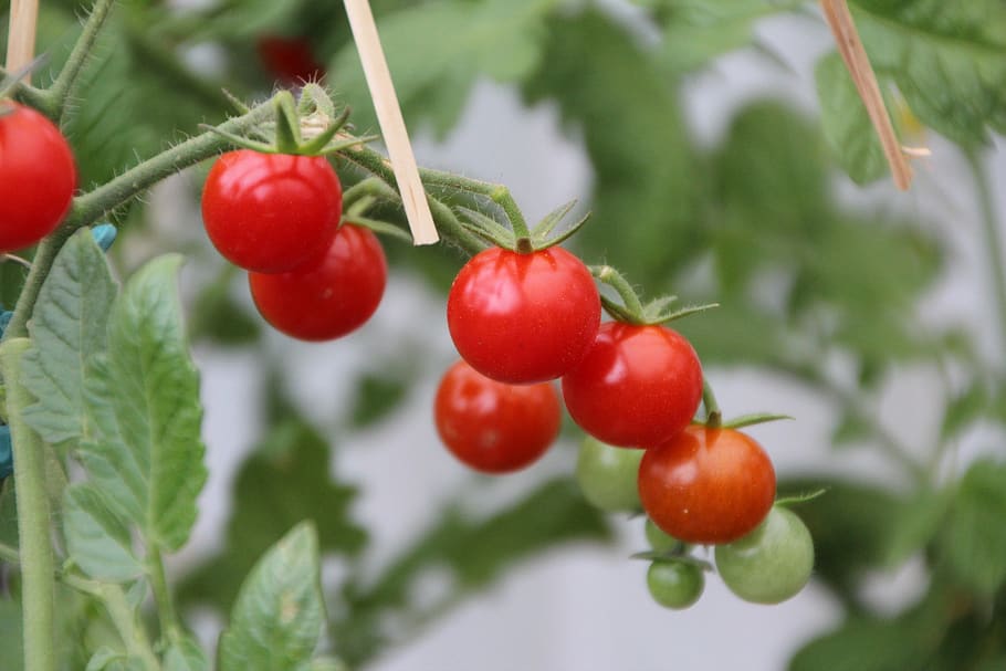 tomatoes, cherry tomatoes, tomato red, fruit, vegetables, food HD wallpaper