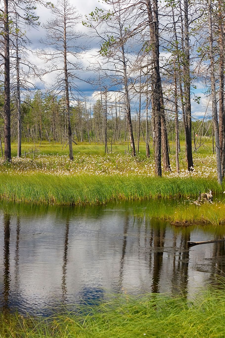 con2011, environment, environmental, green, image, nature, peace HD wallpaper