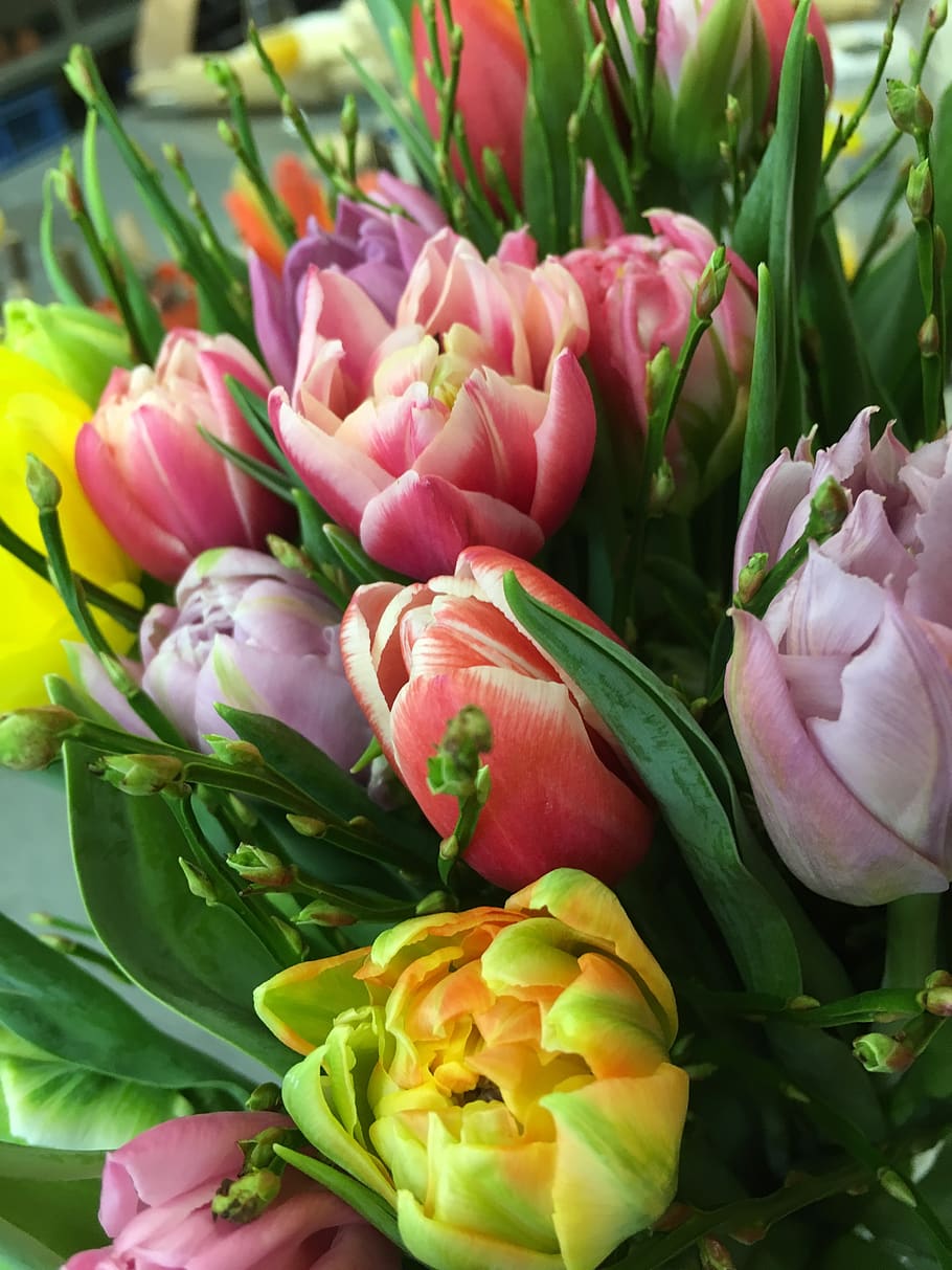 tulip bouquet, österlich, spring, spring flower, beautiful HD wallpaper