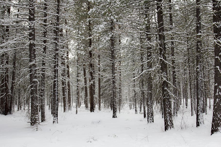 winter, forest, cold, snow, trees, logs, woods, landscape, scenic HD wallpaper