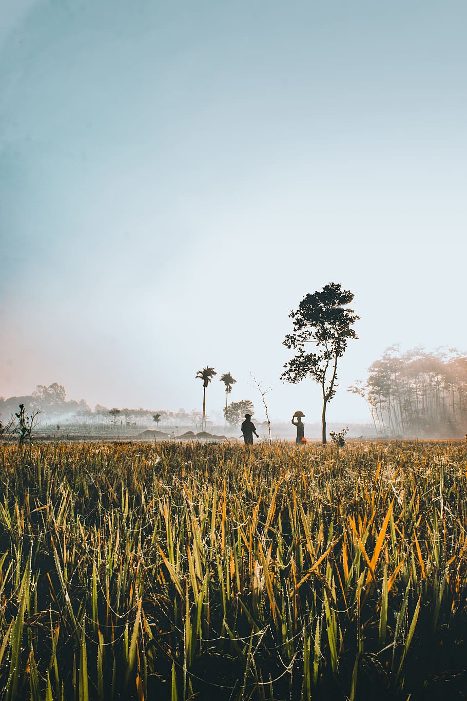 person beside tree, field, grass, landscape, mist, sunset, sunrise HD wallpaper