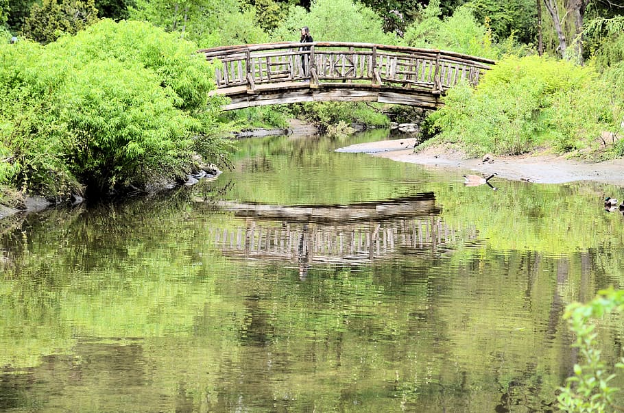 water, reflection, plant, tree, bridge, built structure, bridge - man made structure HD wallpaper