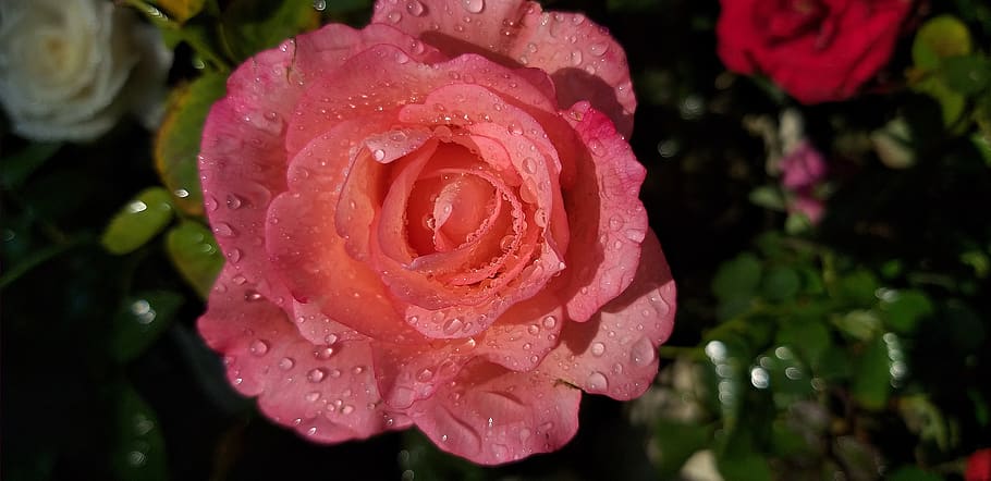 rose, nature, love, flower, flowering plant, beauty in nature HD wallpaper