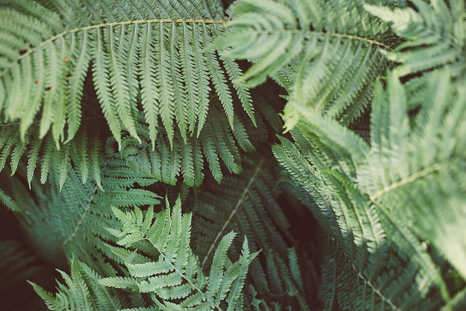 latvia, leaf, plant part, growth, green color, fern, full frame HD wallpaper