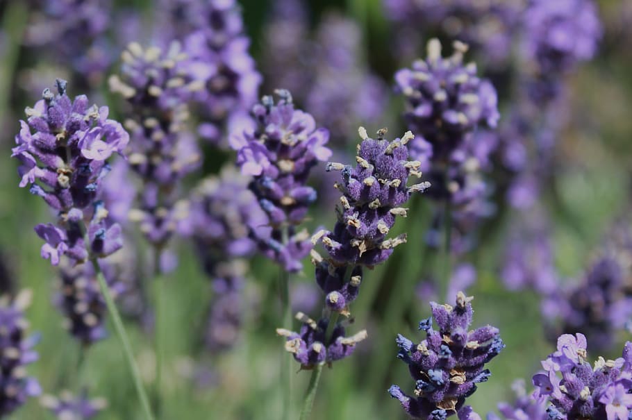 lavandula angustifolia, hidcote  blue, flower, lavendar, flowering plant, HD wallpaper