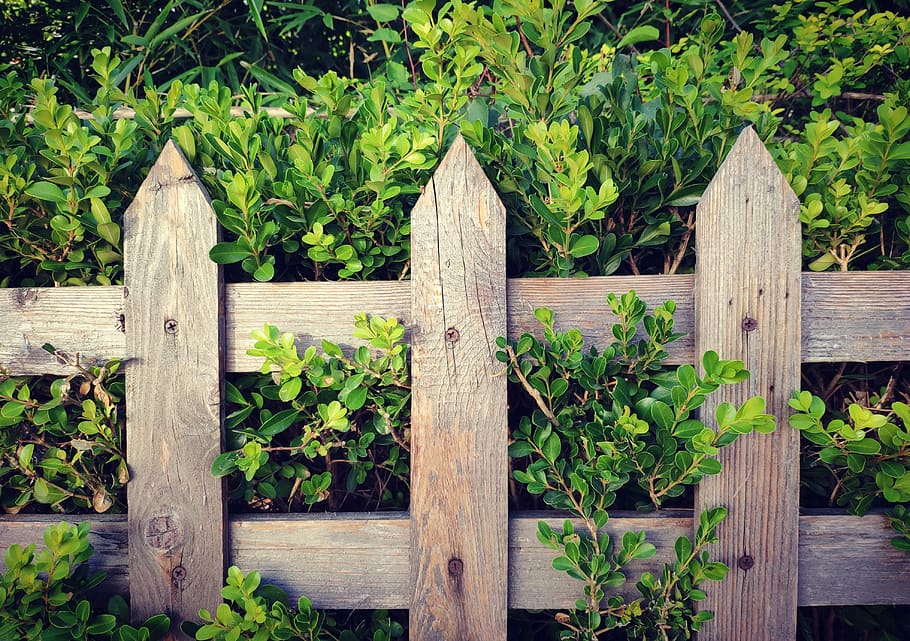dalian shi, china, wood - material, plant, boundary, barrier HD wallpaper