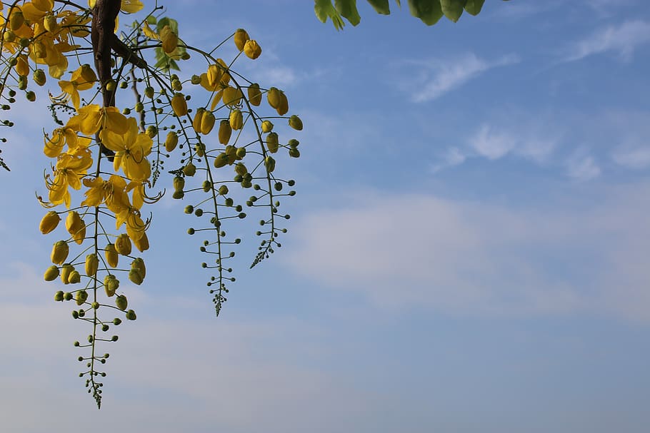 sky, summer, yellow, flower, blue, sunny, natural, peace, hanoi, HD wallpaper