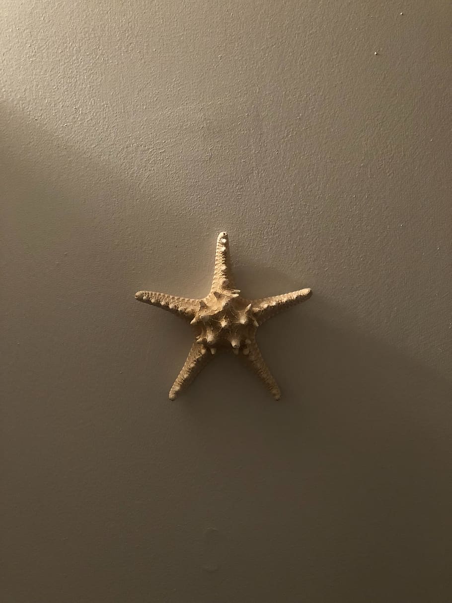 starfish, light, star shape, no people, indoors, wall - building feature HD wallpaper