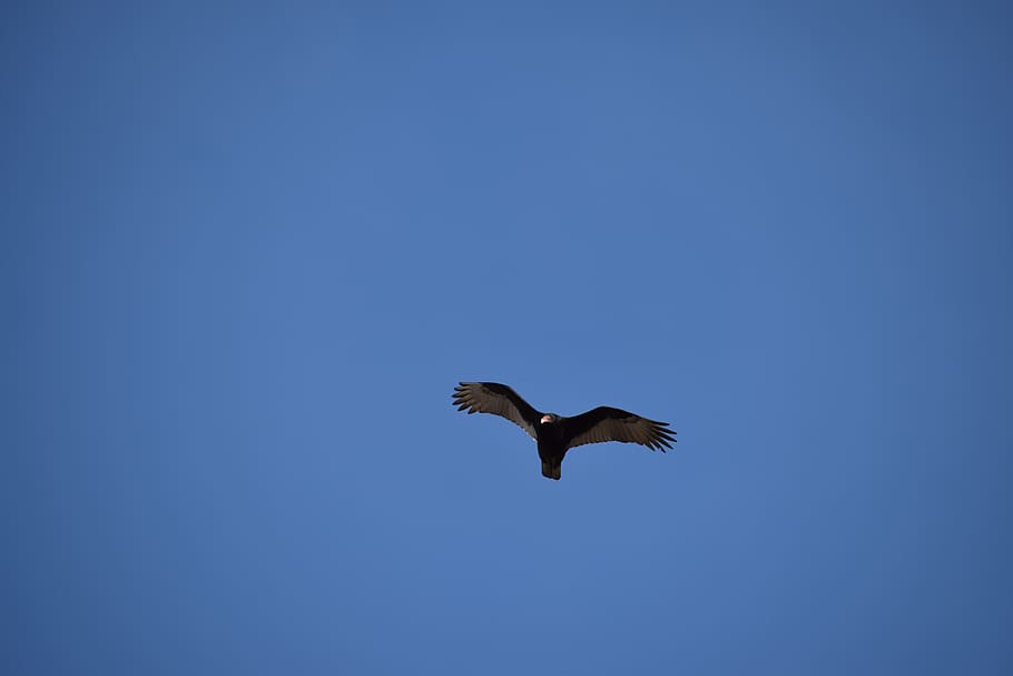 buzzard, turkey buzzard, bird, scavenger, wildlife, flying HD wallpaper