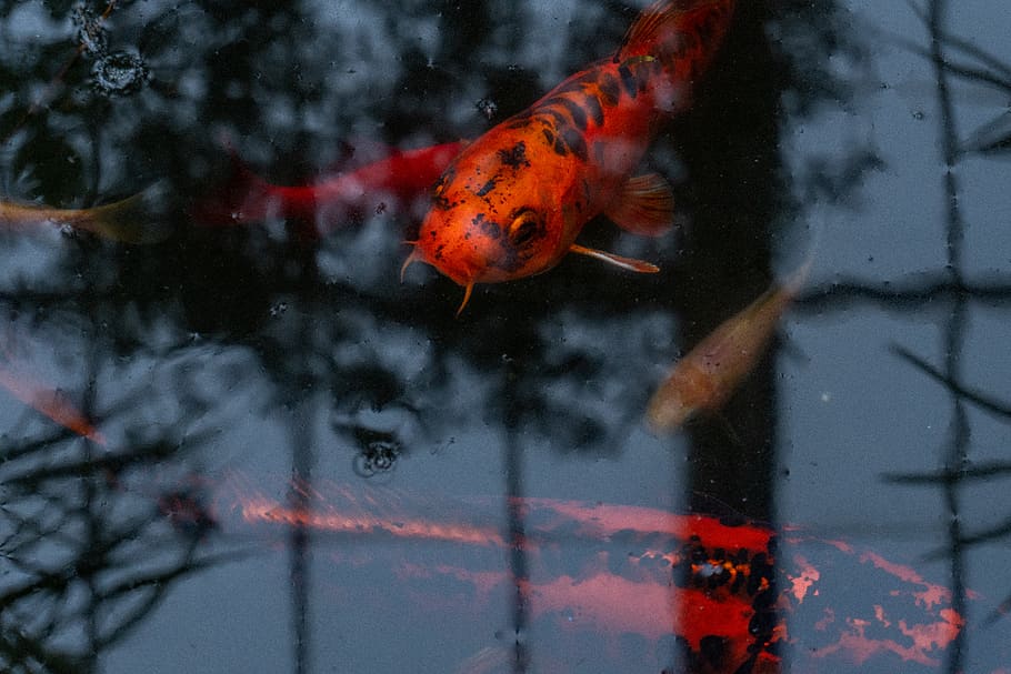 fish, koi, animal, carp, water, pond, pond fish, gold fish HD wallpaper