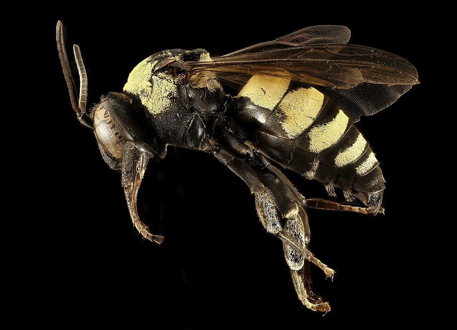 close, closeup, bee, animal, wild, nature, insect, fly, animal themes HD wallpaper