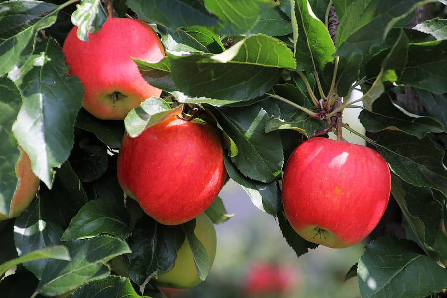 three, apple, sad, fruit, fresh, tasty, apples, appetizing HD wallpaper