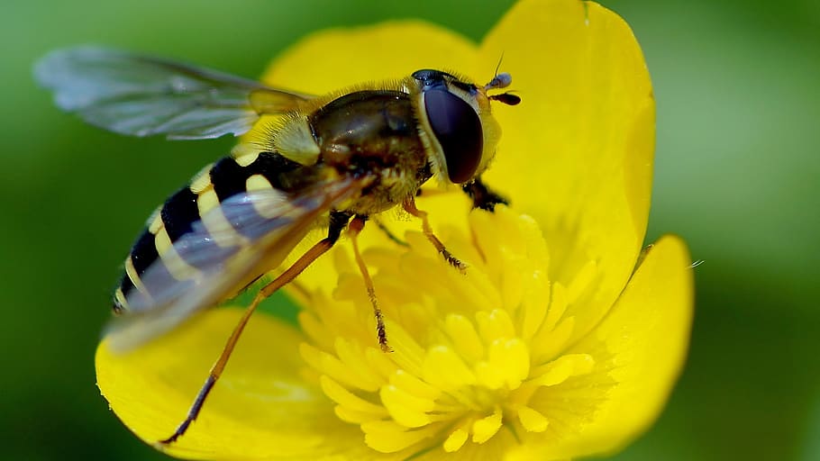 nature, insect, flower, flowering plant, animal themes, animal wildlife HD wallpaper