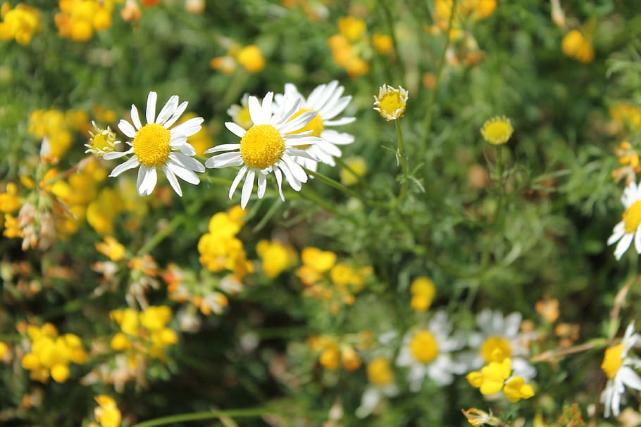 daisy, yellow, white, green, flowers, bloom, nature, summer HD wallpaper