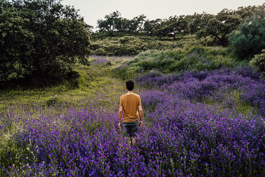 Person Standing on Bed of Lavender Flowers, back, blooming, country HD wallpaper