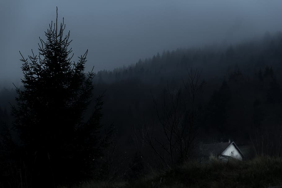 white and brown house on the mountain, tree, silhouette, mist HD wallpaper