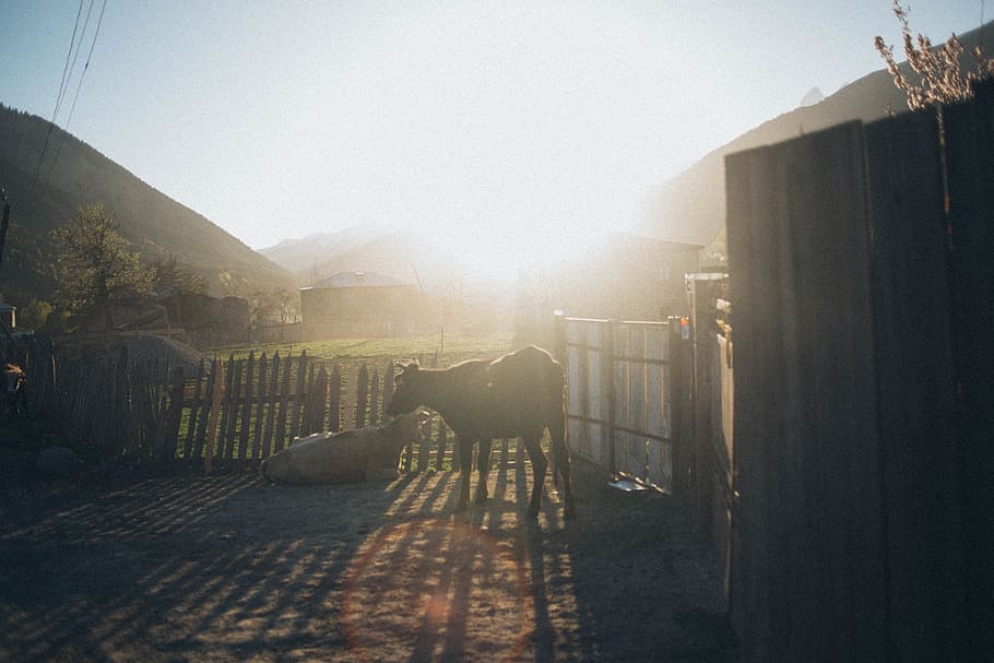 Black Cow Inside Fence, cows, daylight, environment, fog, foggy HD wallpaper