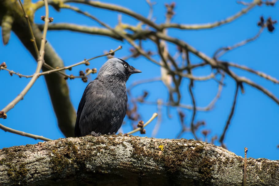 jackdaw, watch, look, view, viewpoint, plumage, bill, raven bird HD wallpaper