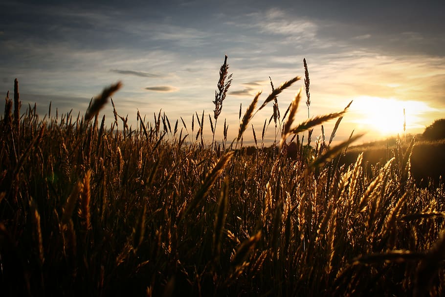 Close Up Image of Brown Grass over Clear Sky, field, sun, sunrise HD wallpaper