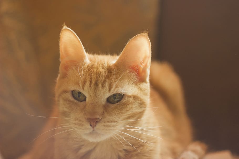 cat, redhead, light, animals, home, pets, domestic, mammal HD wallpaper