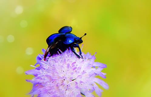 forest beetle, the beetle, wings, flight, start, insect, animals HD wallpaper